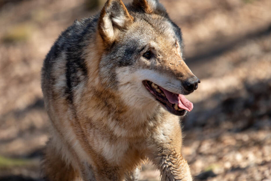 In NRW können Wölfe ebenfalls auftauchen. Zwei wurden bislang nachgewiesen.