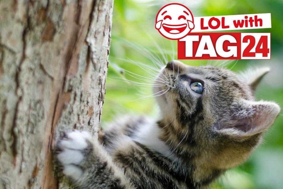 Joke of the Day for August 9, 2025: A cat funny to make you smile for Caturday
