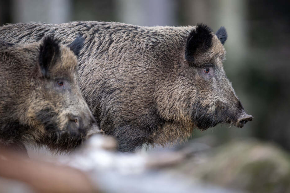Zwei Wildschweine stehen auf einem Plateau im Wald und beobachten die Umgebung. (Archiv)
