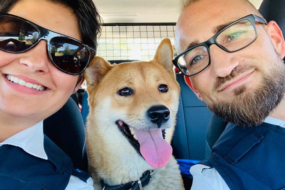 Fröhliche Streifenfahrt mit Happy End: der kleine Shiba konnte inzwischen wieder dem Besitzer zurückgegeben werden.