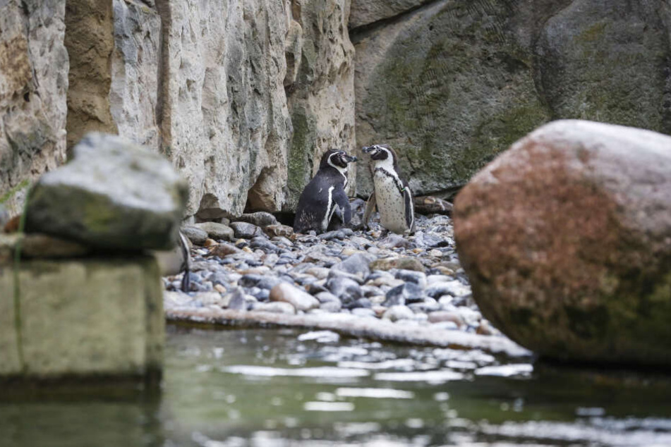 Nachdem Pfleger ihr unbefruchtetes Ei entfernten, tötete dieses Pinguin-Paar vier Artgenossen.
