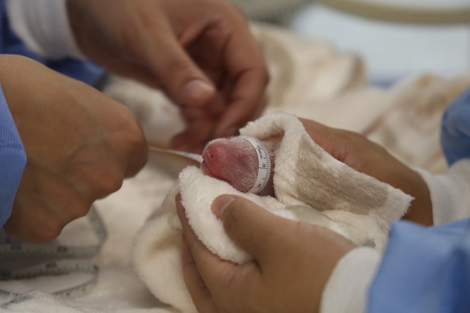 Das Panda-Baby kam in einen Inkubator und wurde erstmal vermessen.