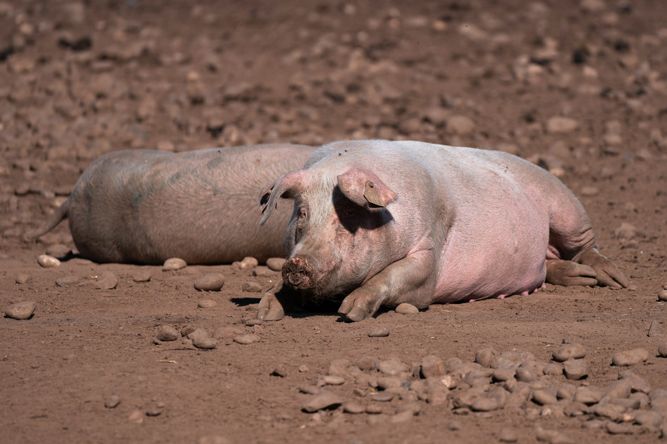 Schweine auf einem Bauernhof in Staffordshire. Um den Stau auf Bauernhöfen zu lösen, sollen 1000 Visa für ausländische Schlachtmeister vergeben werden.