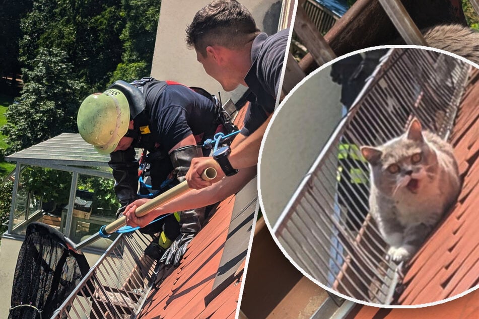 Kater "Beasley" führt acht Feuerwehrleute an der Nase herum