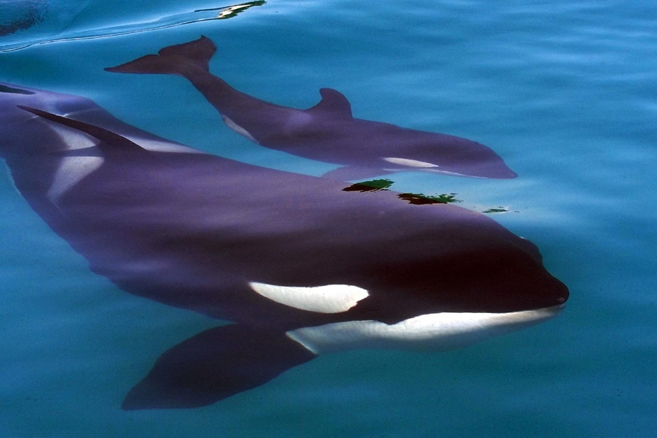 Orcas leben in Gruppen von bis zu 40 Tieren, sogenannten Schulen.