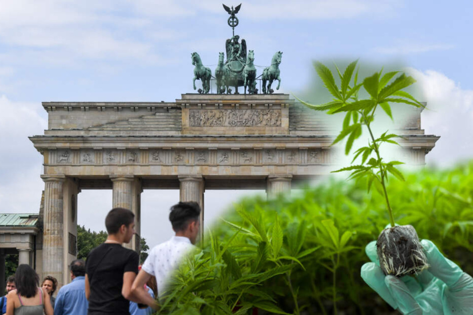 Wird Berlin die neue Hanfstadt?