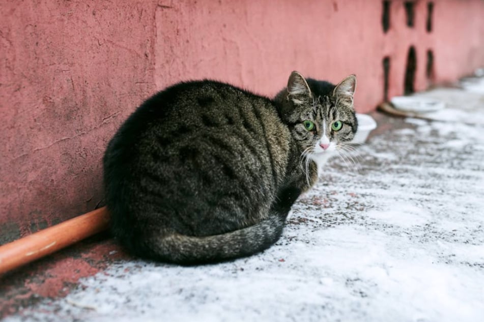 Help strays survive winter with these affordable essentials