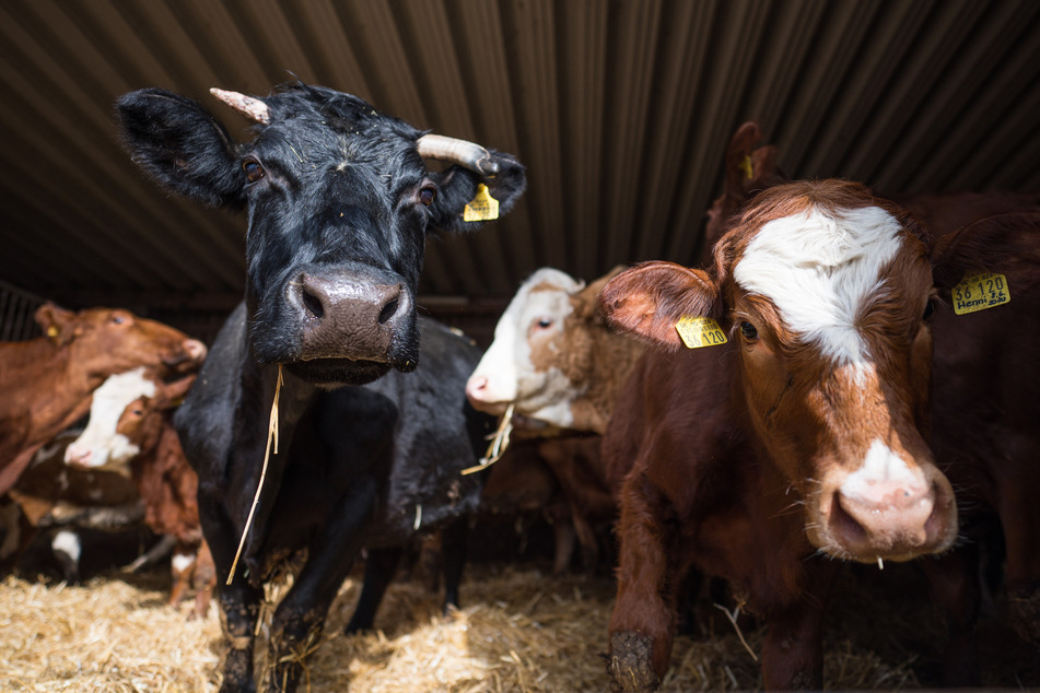 Nicht tiergerecht: Grünen fordern Ende der Anbindehaltung bei Rindern