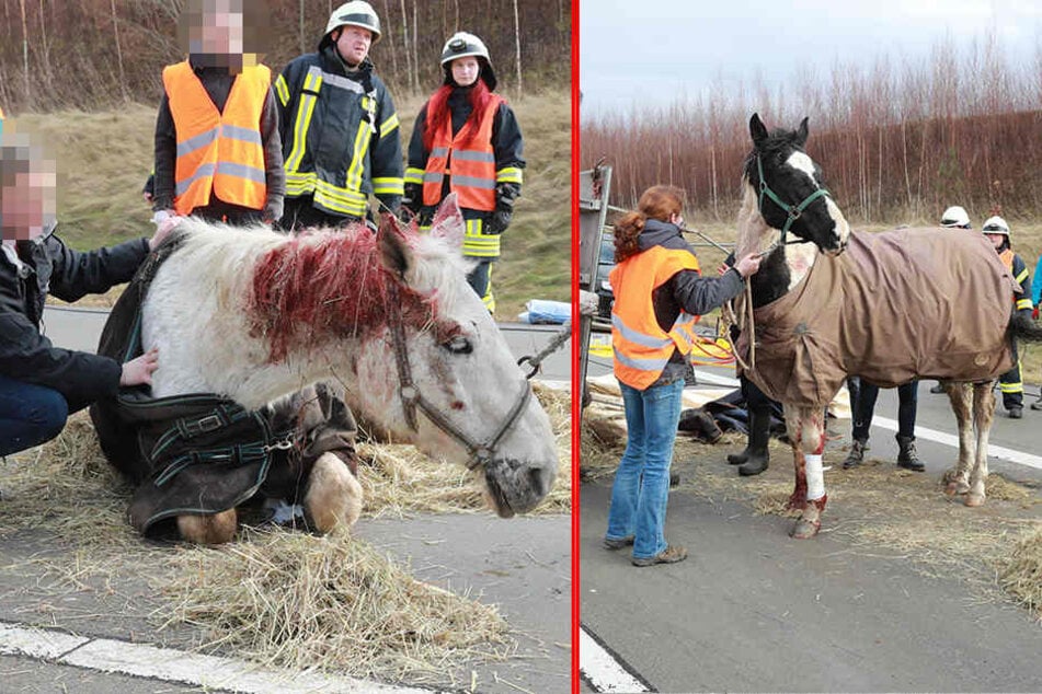 Offenbar wurden die Pferde bei dem Unfall doch leicht verletzt.
