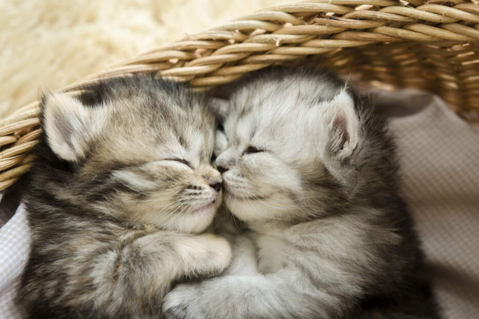 Kittens learn social behavior in the first seven weeks of their lives.