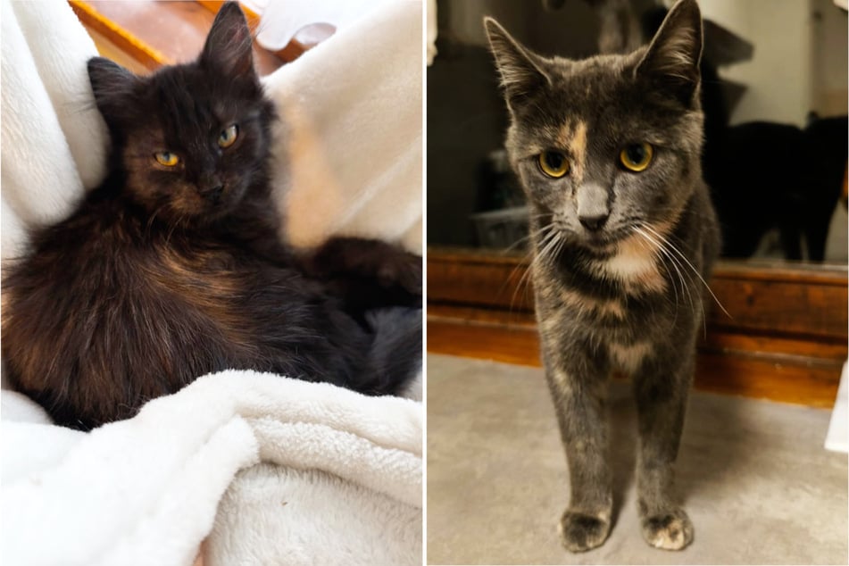 Besen (l.) y Sissi están logrando lentamente avances en su salud durante la terapia, a pesar de muchos contratiempos.