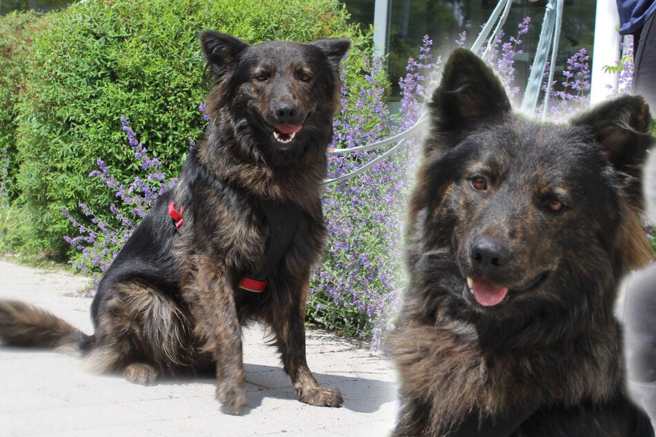 Hund war völlig alleine: Findet "Raizo" nun sein Happy End?