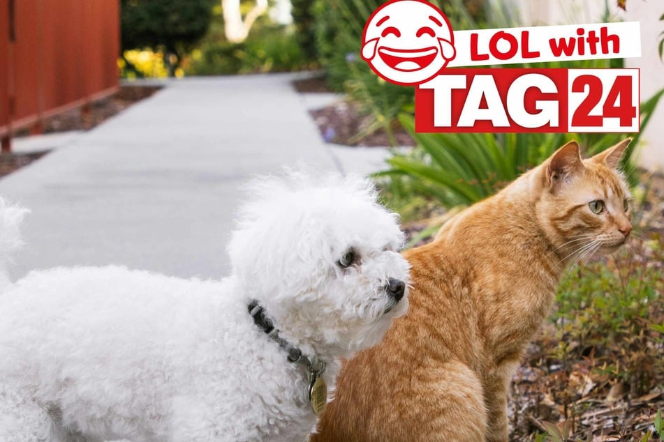 Joke of the Day for January 17, 2026: A cat funny for Caturday