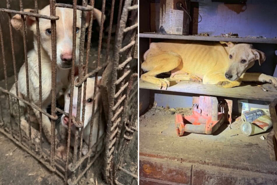 Die Tierschutzorganisation "ANNA Shelter" beschlagnahmte 64 Hunde und zwei Katzen in einem verwahrlosten Gebäude.