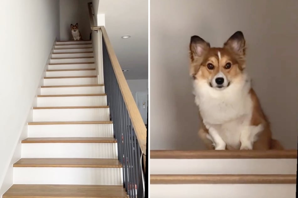 Corgi Rocket nimmt die Herausforderung an - er weiß, wie er die Treppe hinunterkommt.