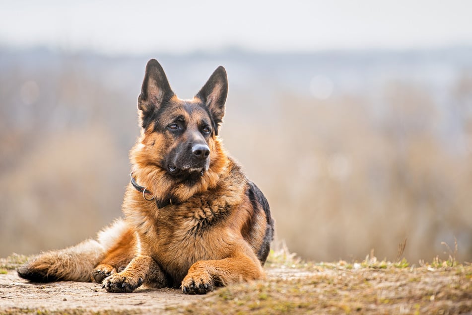 German shepherds will never leave their human's side.