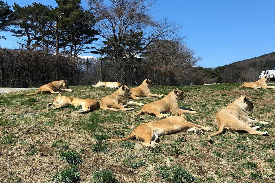 Löwen gehören zu einer der Hauptattraktionen des Safari-Parks in Tohoku.