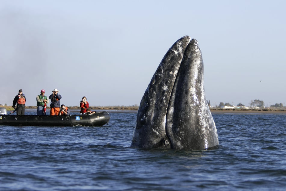 It has been about 200 years since the gray whale was last spotted off America's east coast.