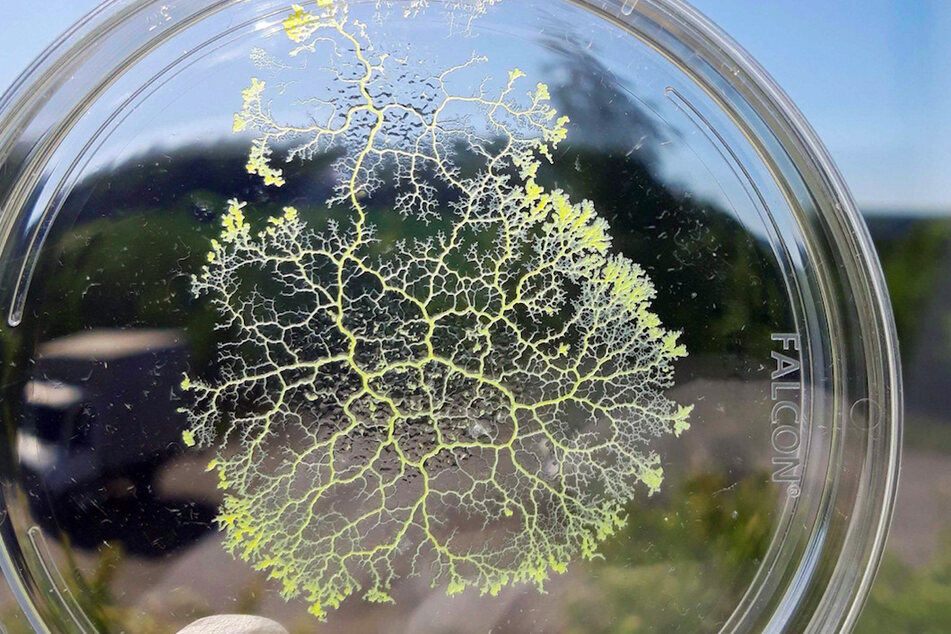 Der Schleimpilz Physarum polycephalum, aufgenommen in einer Petrischale. Der Pilz besteht aus einer einzigen Zelle und wird im Extremfall mehrere Quadratmeter groß.
