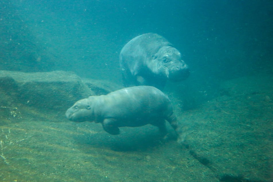 Ihren ersten Tauchgang meisterte Baby-Hippo Toni mit Bravour.