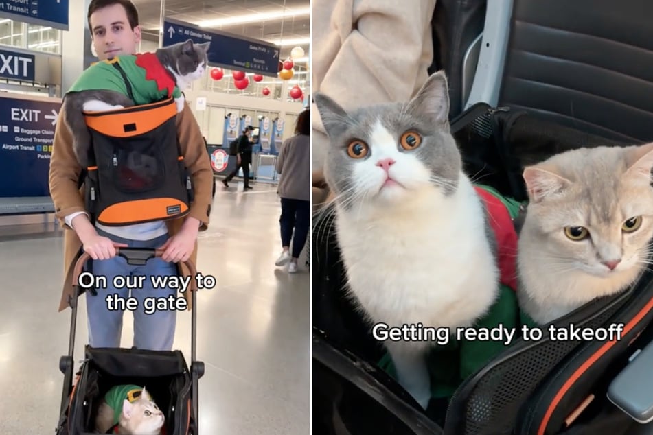 Cats prove they're the ultimate travel companions in adorable flight video