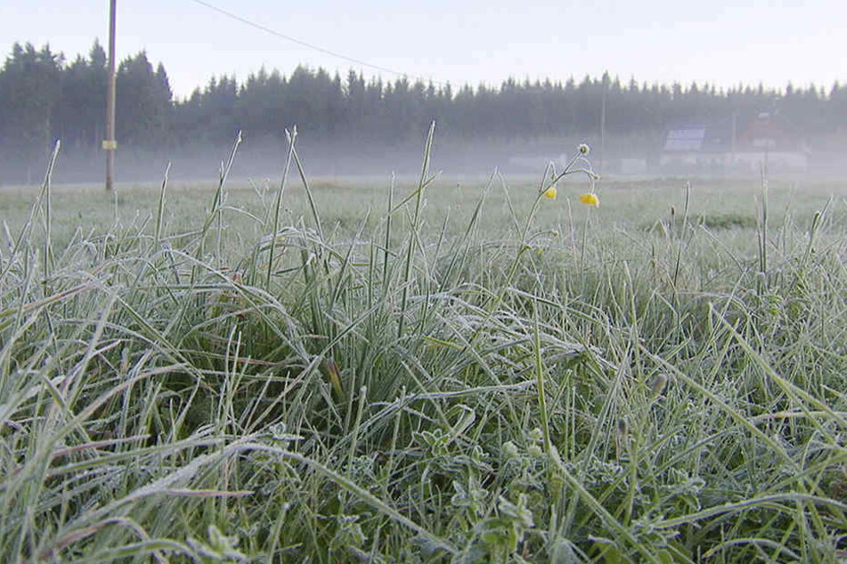 Am Montagmorgen rutschte das Thermometer auf minus 24,3 Grad in Kühnhaide.