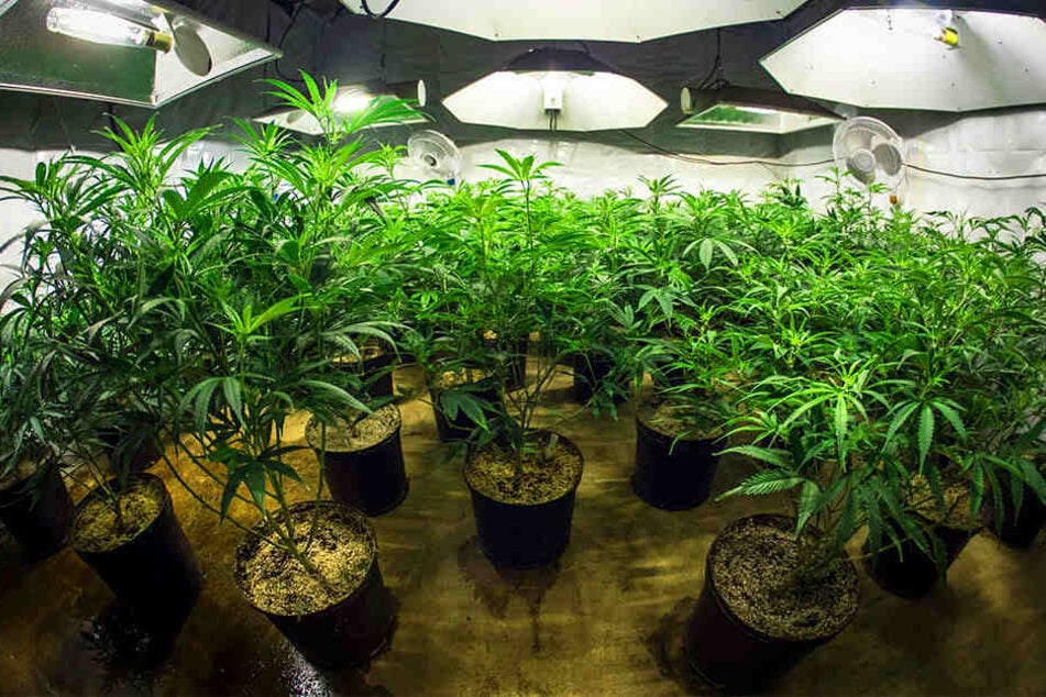 15 Marihuana-Pflanzen wurden von einer UV-Lampe in dem Keller des 48-Jährigen bestrahlt. (Symbolbild)