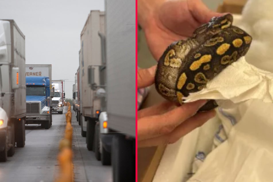 Texas border officials seize 39 pythons after tractor driver attempts to smuggle them into Mexico