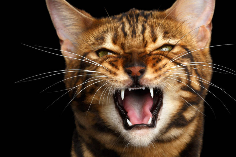 Bei einer tierärztlichen Untersuchung wurde festgestellt, dass die Katze Schnittverletzung hatte. (Symbolbild)