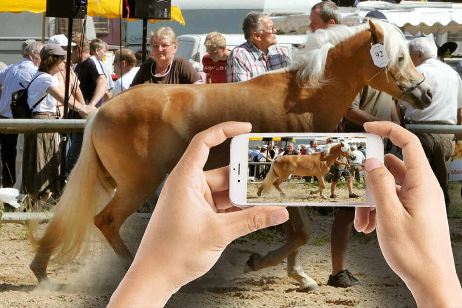 Als das Pferd stürzte, nahmen viele Besucher ihre Handys, um Aufnahmen davon zu machen. (Symbolbild)