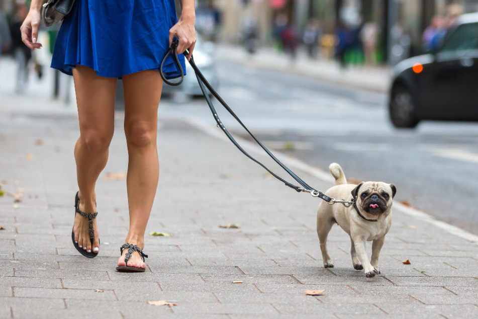 In Kitzscher hat ein 60-Jähriger einen Hund überfahren. (Symbolbild)
