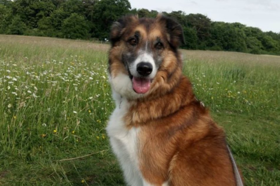 Le chien Dylan est revenu de la mise en relation parce que ses nouveaux propriétaires étaient dépassés par lui et qu'on ne pouvait plus répondre aux besoins du mâle.