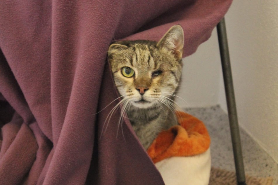 Der schüchterne Kater Sammy sucht einfühlsame Halter.