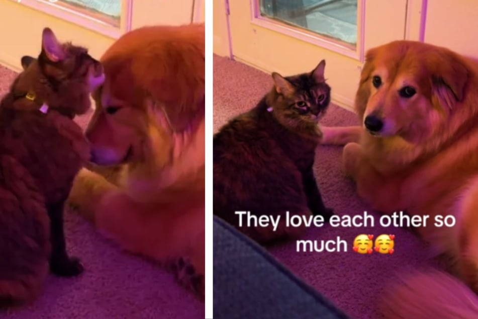 Cat and dog duo melt hearts during thunderstorm snuggle sesh