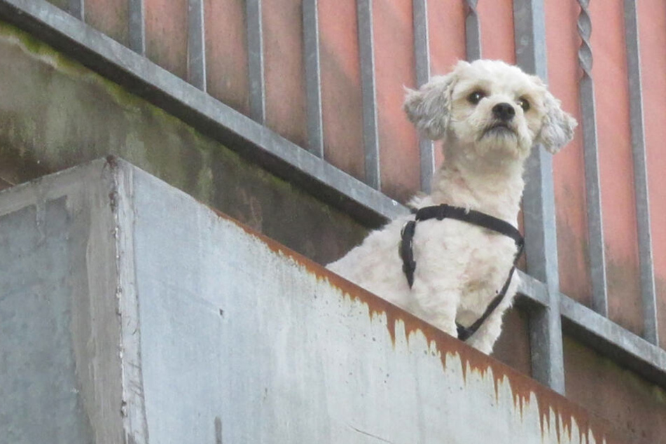 Der Hund blieb bei dem Einsatz unversehrt. (Symbolbild)
