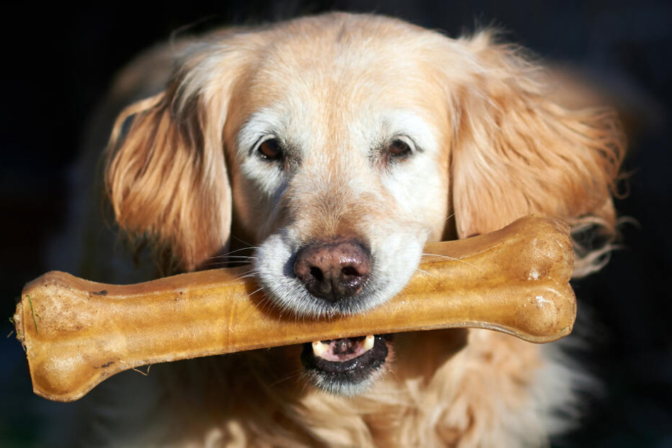 Fressnapf ruft zahlreiche Produkte für Hunde zurück. (Symbolbild)