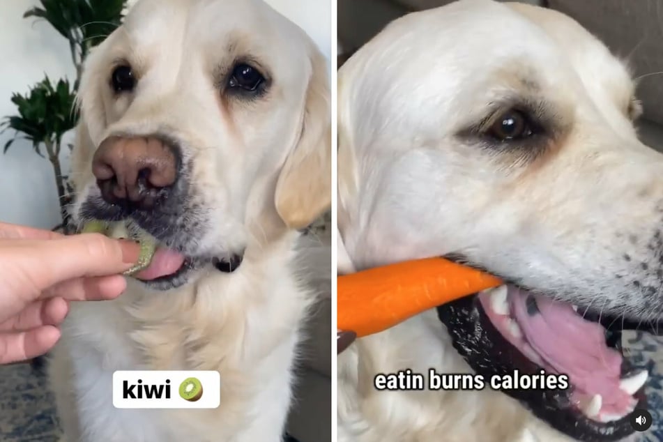 Another Instagram video proves that Leo is not completely opposed to fruits and vegetables like kiwis and carrots (collage).