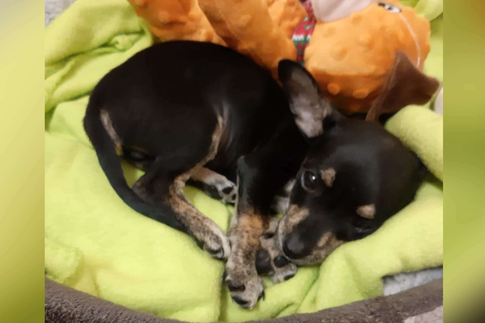 Völlig erschöpft liegt einer der drei Chihuahua-Welpen in einem Körbchen. Die Tiere wurden unter merkwürdigen Umständen im Tierheim Köln-Dellbrück abgegeben.