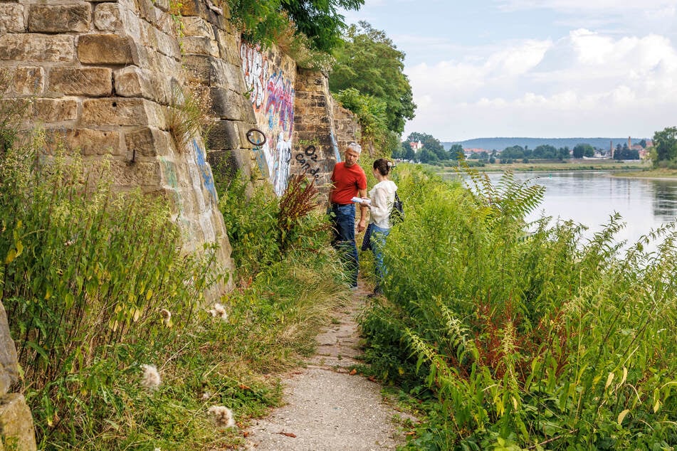 Für zwei Personen nebeneinander wird es auf dem Treidelpfad eng, so stark ist er überwuchert.