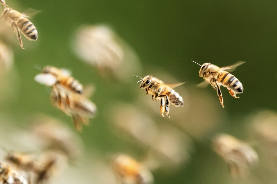 Kurioser Einsatz: Bienenschwarm ruft Polizei und Feuerwehr auf den Plan