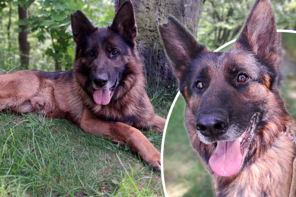 Wirbelwind auf vier Pfoten: Schäferhund Kayo will endlich raus aus dem Tierheim