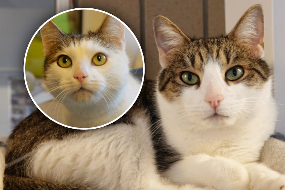 Kater sich selbst überlassen: Wie kann diese beiden keiner vermissen?