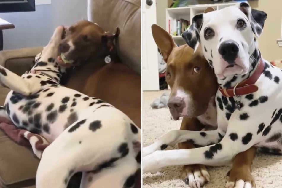 Not only does the Dalmatian dog like to sit directly on top of the Pit Bull, but he also loves to bicker with him all day long.