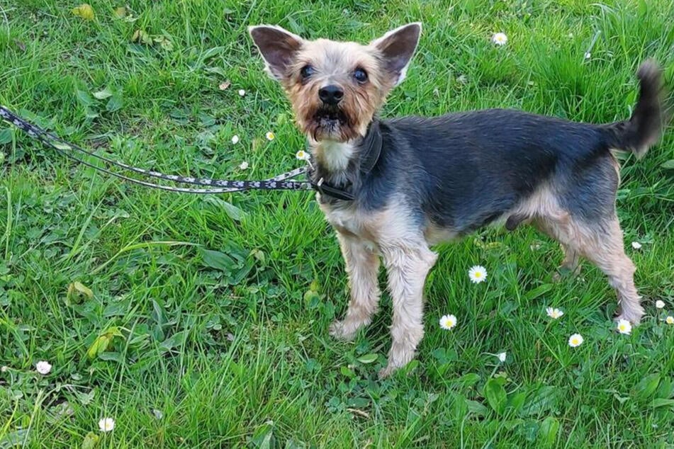 Yorkshire-Terrier Pepe aus dem Franziskus-Tierheim in Hamburg sucht nach dem Tod seiner Besitzer ein neues Zuhause.