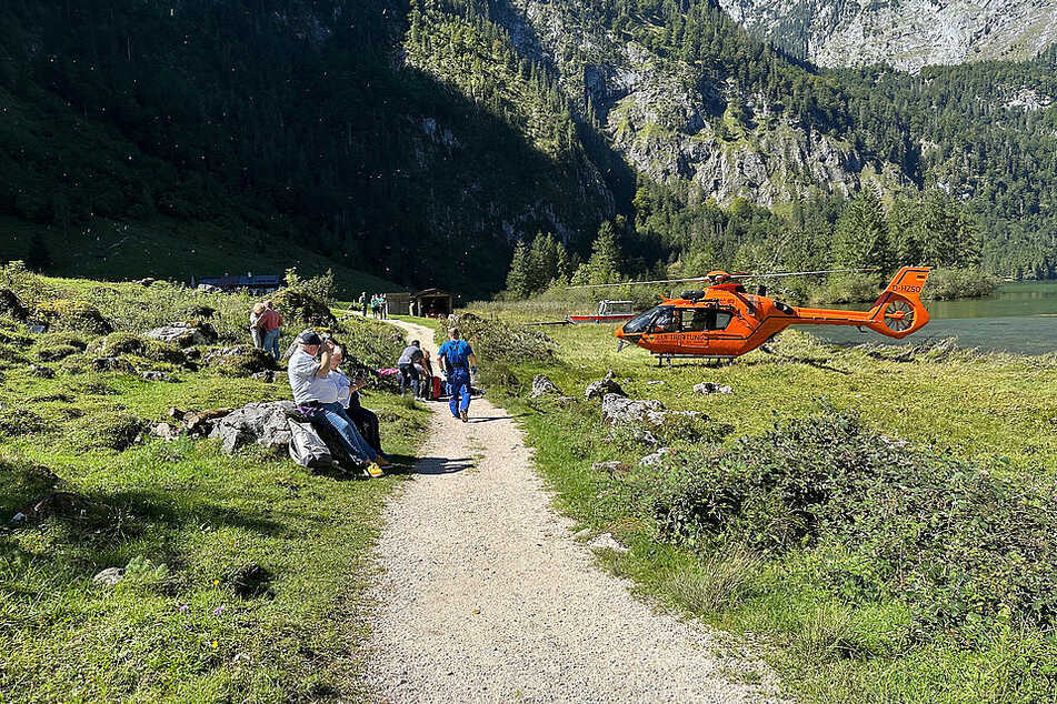Kuh-Attacke am Königssee: Hessischer Urlauber schwer verletzt