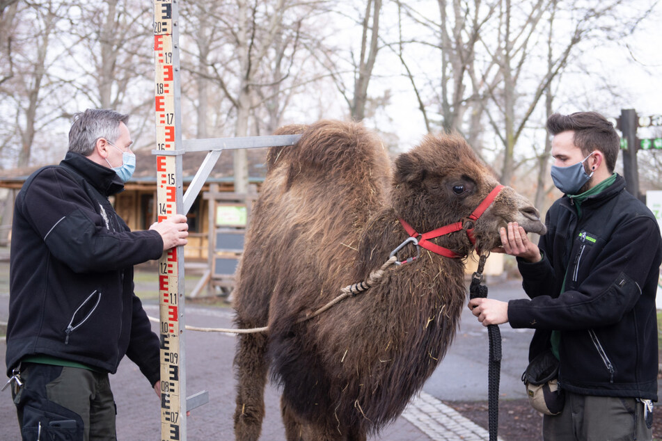 Dramatischer Einnahmeverlust beim Dresdner Zoo, Planungen gehen trotzdem weiter