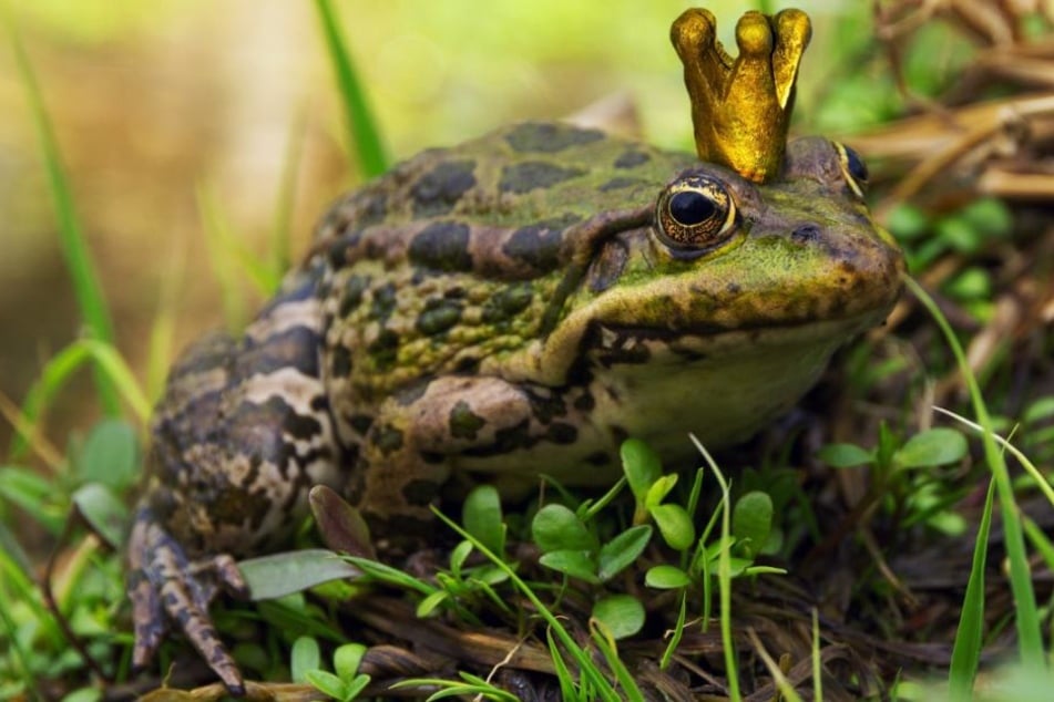 Diesen Sonntag steht der Froschkönig auf dem Programm. (Symbolbild)
