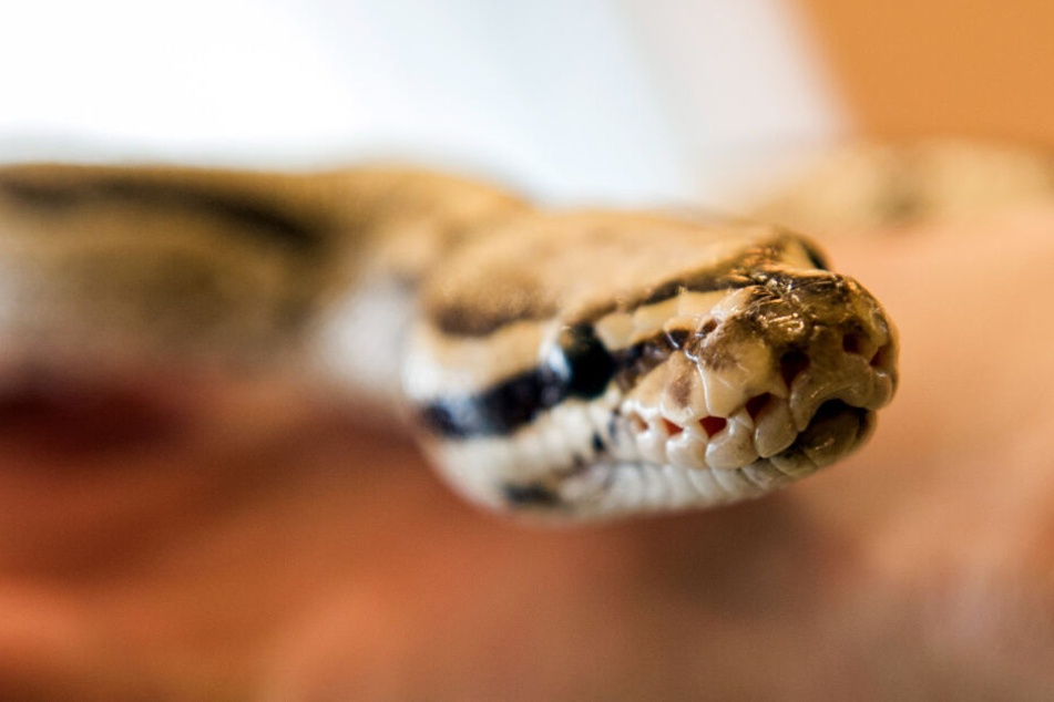 Die Python war aus der Wohnung ihres Besitzers abgehauen. (Symbolbild)