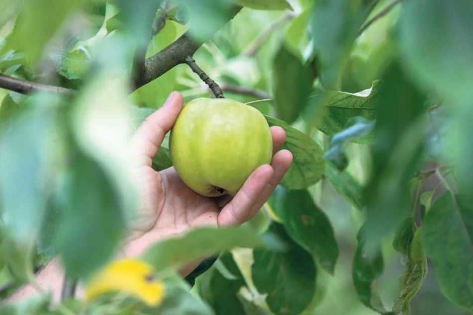 Sowas gibt's nur bei ihm: Die Apfelsorte "Gravensteiner" wächst auf Römers Wiese, im Handel kann man sie gar nicht kaufen.