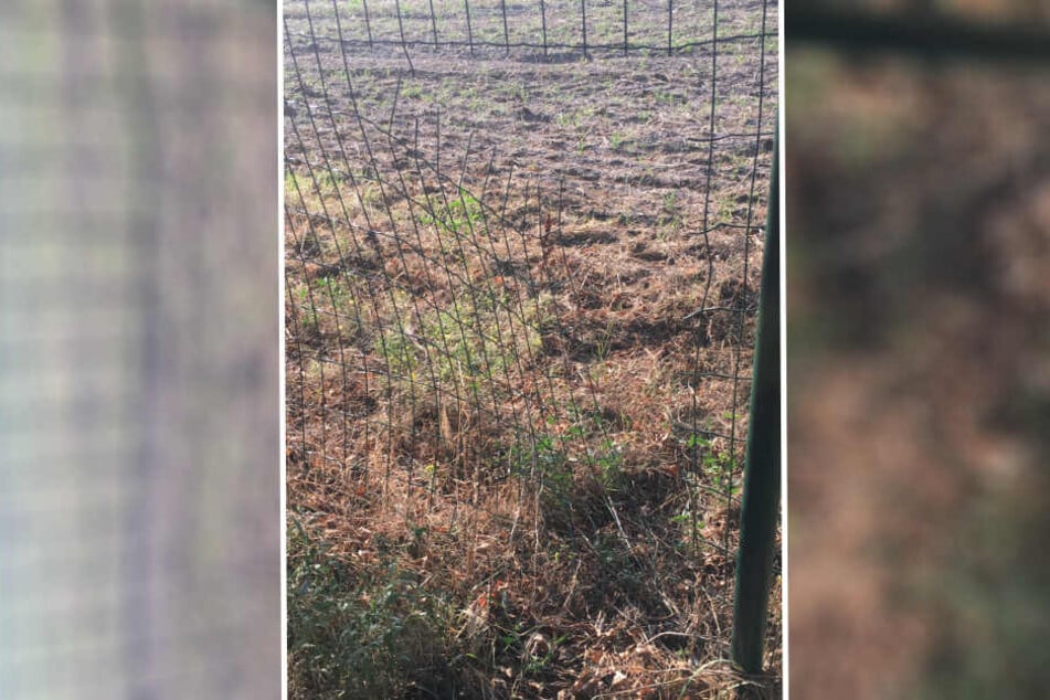 Das Loch hat der Hunde-Kidnapper in den Zaun geschnitten.